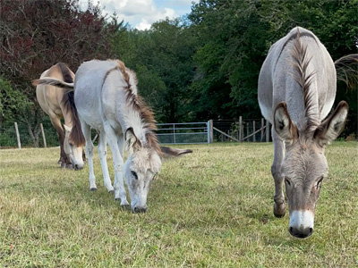 Visuel d'ânes chevaux pour illustrer le week-end yoga et joie en juin 2024 à Saint Julien le Petit