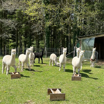 Visuel de lamas - Domaine de Saint Julien le Petit - Week-end yoga et joie en juin 2024