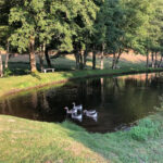 Visuel d'un plan d'eau où nagent des canards - Domaine de Saint Julien le Petit - Week-end yoga et joie en juin 2024