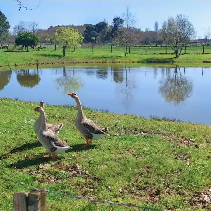 Visuel d'un lac avec des oies à Cubnezais pour illustrer le stage de printemps du 20 au 23 mars 2026